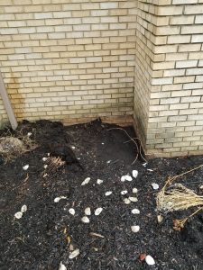 A patch of disturbed dark soil near the corner of a light brick building, with mulch, scattered white stones or shells, and some dried plants in the foreground. A downspout is visible on the left side.