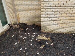 Chimney Crowns Repair 8 A garden bed with dark mulch, scattered white shells, dried plants, soil, and a tan brick wall in the background. A window and a downspout are visible on the left side.