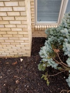 Chimney Crowns Repair 9 A green shrub grows next to the corner of a beige brick building with a window covered by closed blinds. The ground is covered with dark mulch and some fallen leaves.