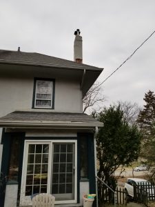 A tall, white house with a gray roof and a chimney is pictured under a cloudy sky. A black bird is perched on top of the chimney. There are trees, a parked white car, and a small fenced yard in the background.