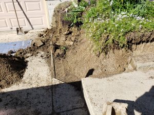 A section of earth has collapsed next to a concrete driveway and steps, exposing soil and roots. Flowering plants grow at the edge of the exposed dirt, and sunlight casts sharp shadows across the scene.